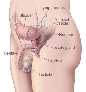 Prostate - Man Anatomy